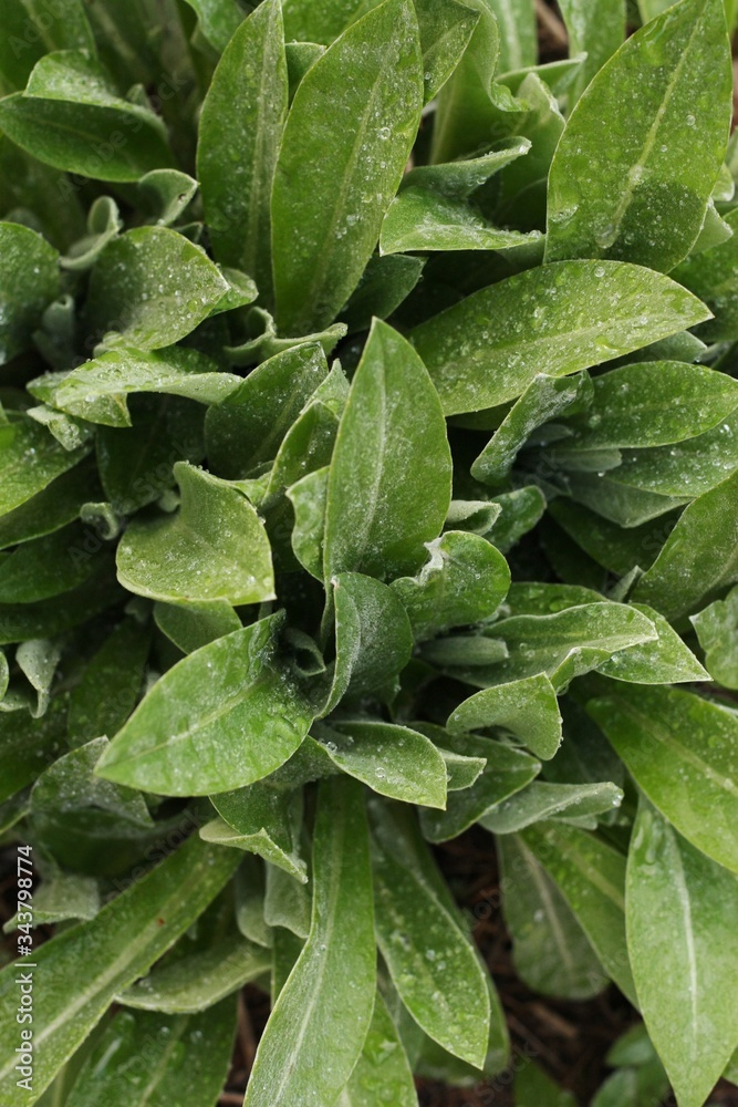 Beautiful green plant with dew in the garden Beautiful green plant with dew in the garden