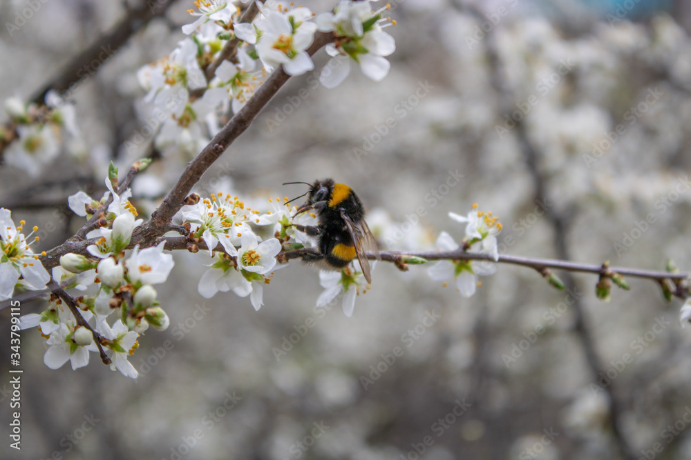 Spring blooming thorns and bumblebee pollinating flowers. Spring blooming thorns and bumblebee pollinating flowers.