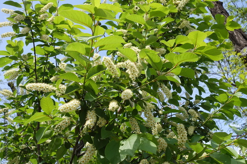 Blossoming branches of Prunus serotina in May
