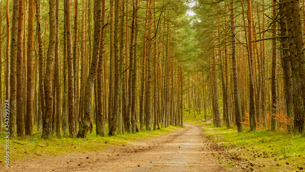 Obraz premium Amazing green forest in spring. Gdansk Sobieszewo, Poland.