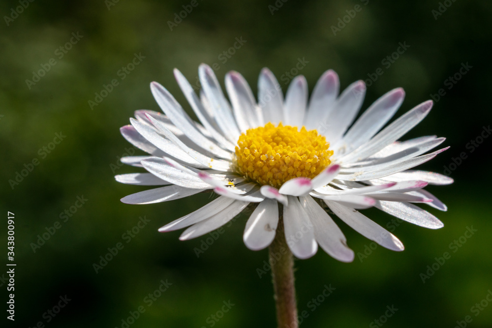 Obraz premium white daisy flower