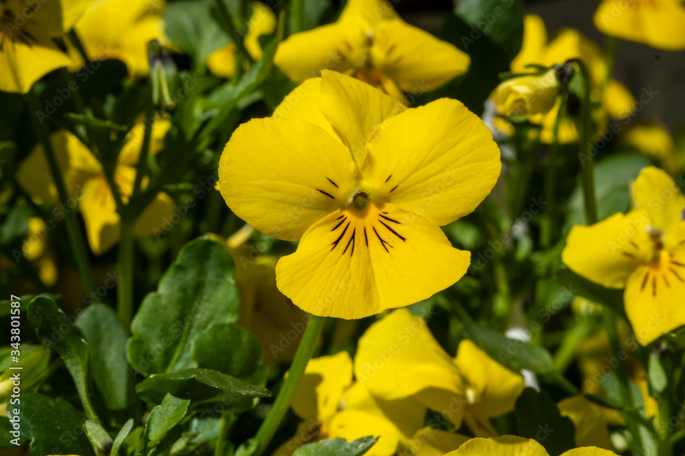 yellow flowers in spring yellow flowers in spring