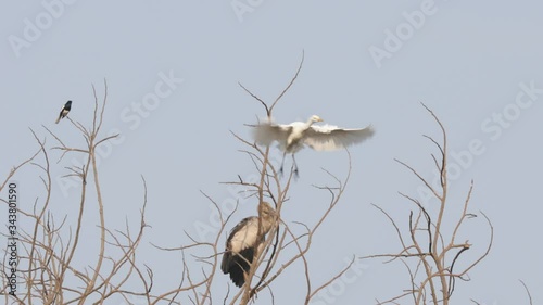 Goa, India. White Little Egret And Asian Openbill Bird Sitting On Branch Of Tree photo