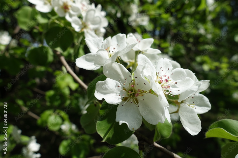 Close shot of white flowers of pear tree in April Close shot of white flowers of pear tree in April