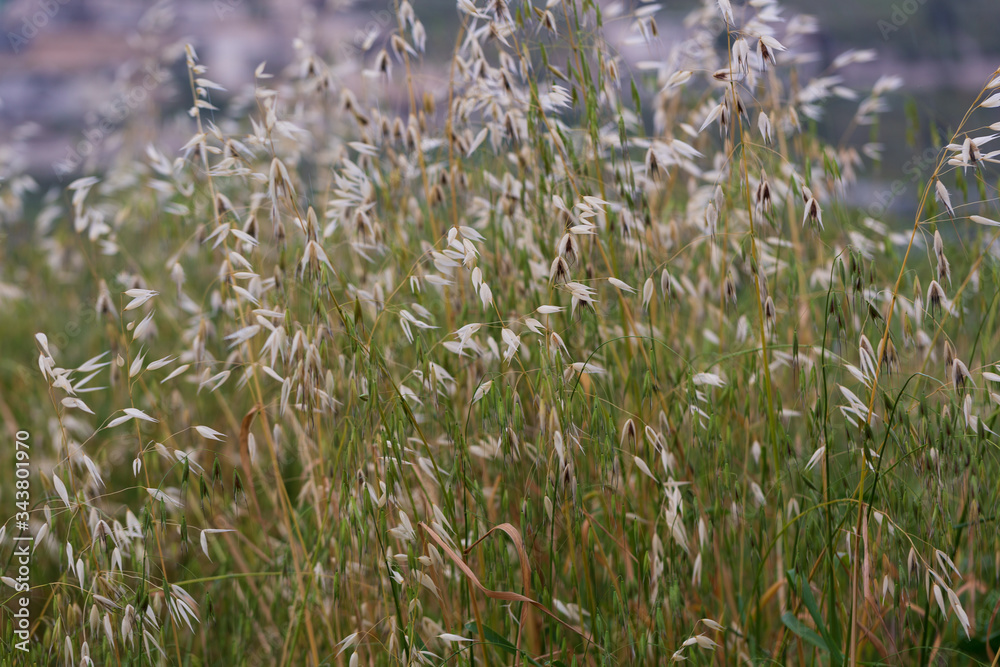 Thickets of grass close-up macro by the road in spring time for concept design and decorative workings Thickets of grass close-up macro by the road in spring time for concept design and decorative workings