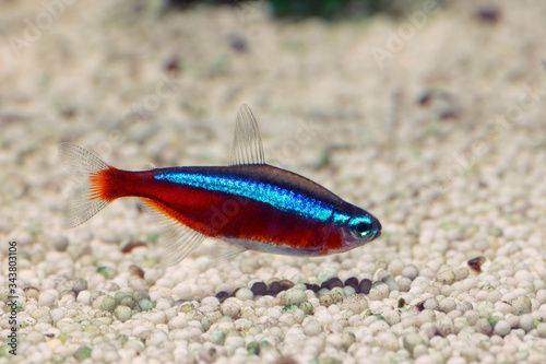Fototapeta Naklejka Na Ścianę i Meble -  Cardinal tetra (Scientific name: Paracheirodon axelrodi) in freshwater aquarium