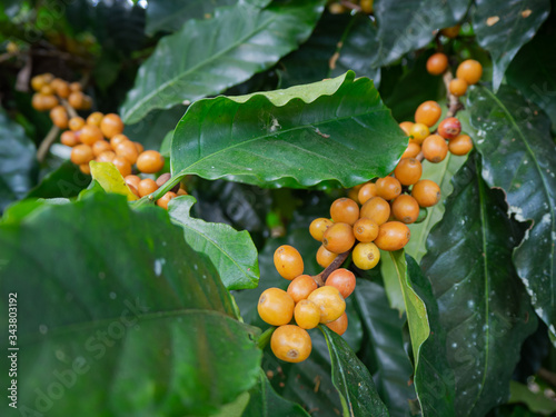 Cherry coffee beans of coffee, green coffee, Arabica coffee Thailand.
