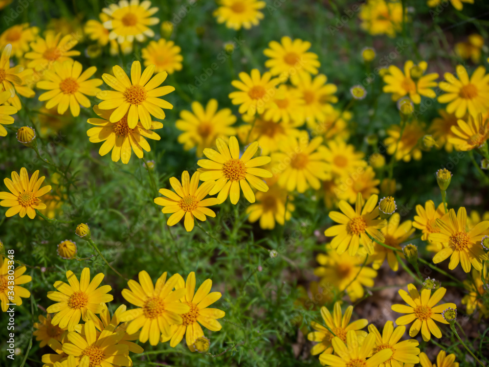 Lovely yellow flowers (Beautiful yellow flowers) Lovely yellow flowers (Beautiful yellow flowers)