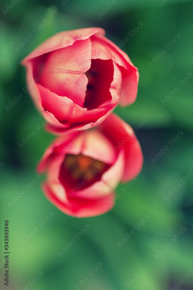 Top view on Red tulips flower with blurry background. Top view on Red tulips flower with blurry background.