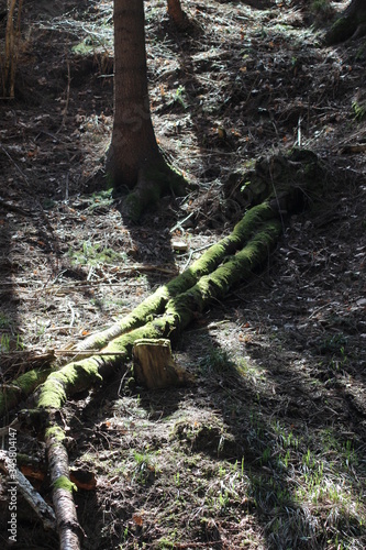 Wald Moos