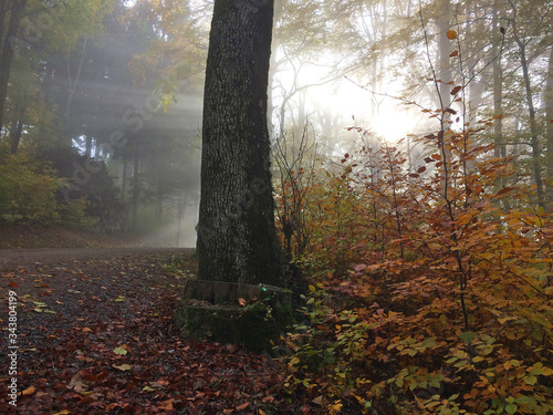 Bosque en otoño un día de mucha niebla, la luz se cuela entre los árboles y las plantas de todos anaranjados