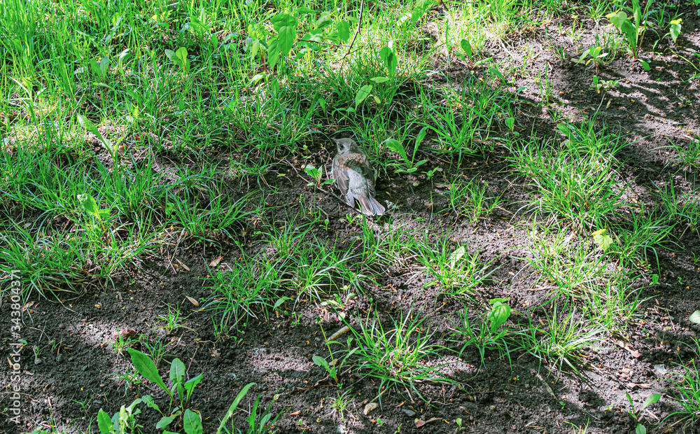 young throstlebasks in the sun on the grass young throstlebasks in the sun on the grass