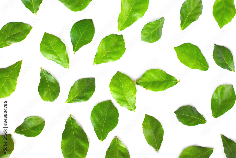 green leaves background green leaves background