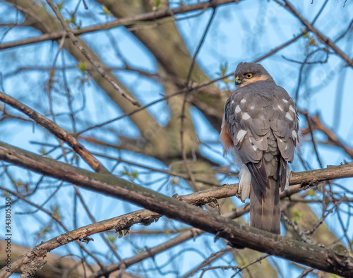 Hawk in branches