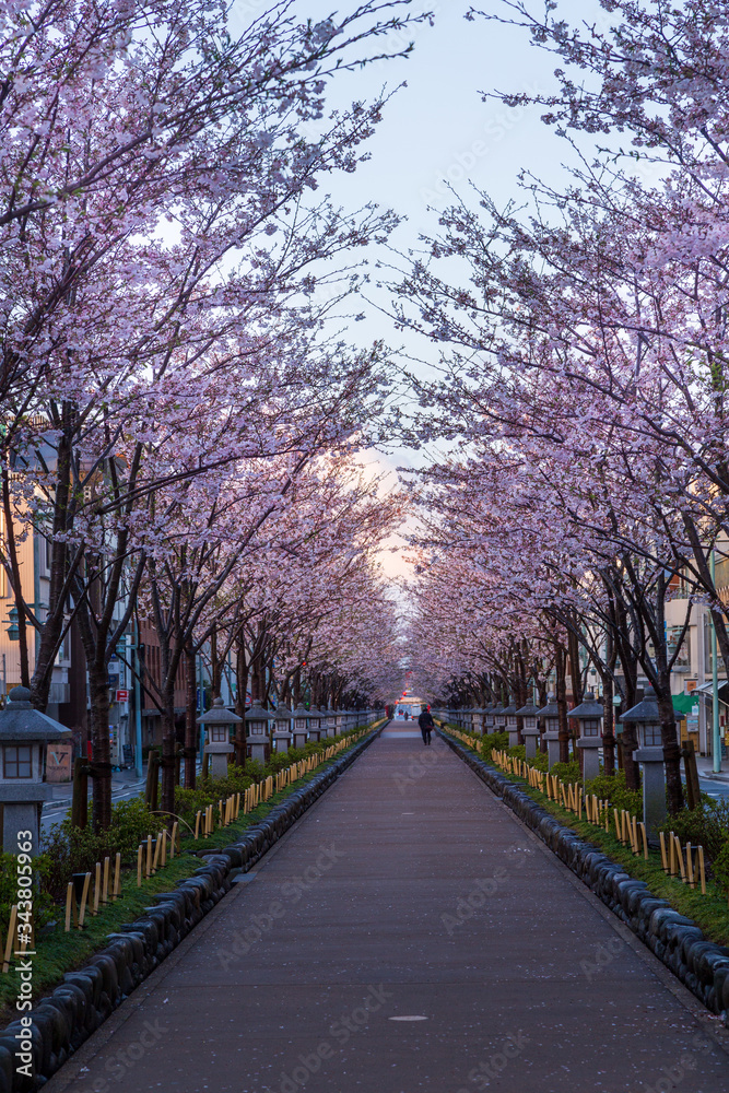 鎌倉壇葛の桜