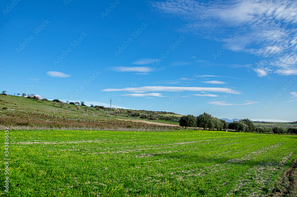 Italy Sardinia Photography of Pasaggio della Campagna with Vineyards and Vines of Wine Grapes and Open Spaces Asphalt Road and White Road