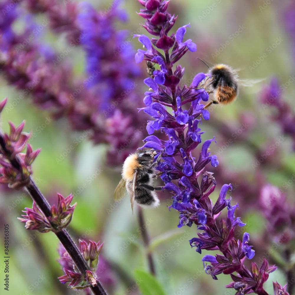 Bienen Bienen