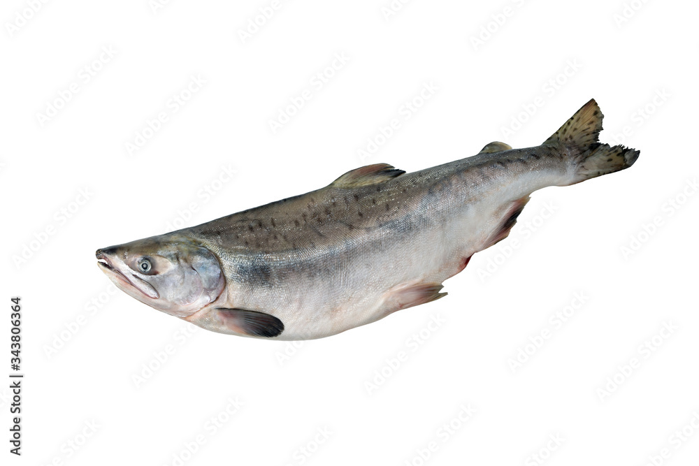 Whole pink salmon fish isolated on white background without shadow Whole pink salmon fish isolated on white background without shadow
