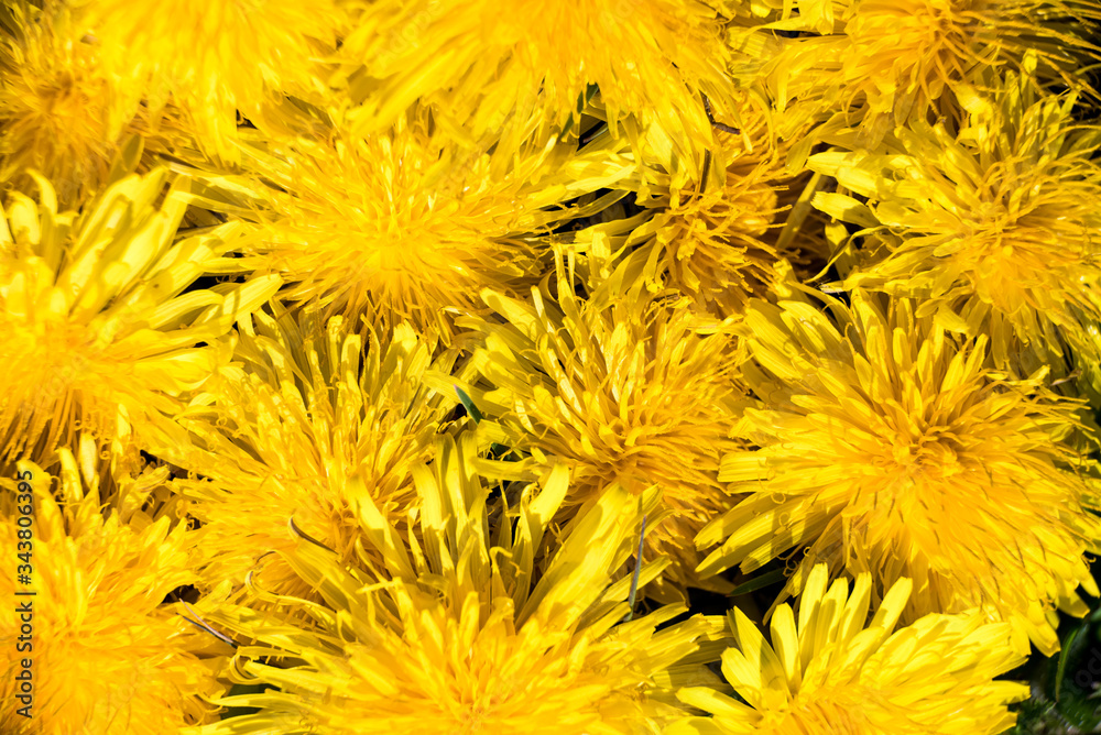 dandelion on summer field Taraxacum officinale dandelion on summer field Taraxacum officinale