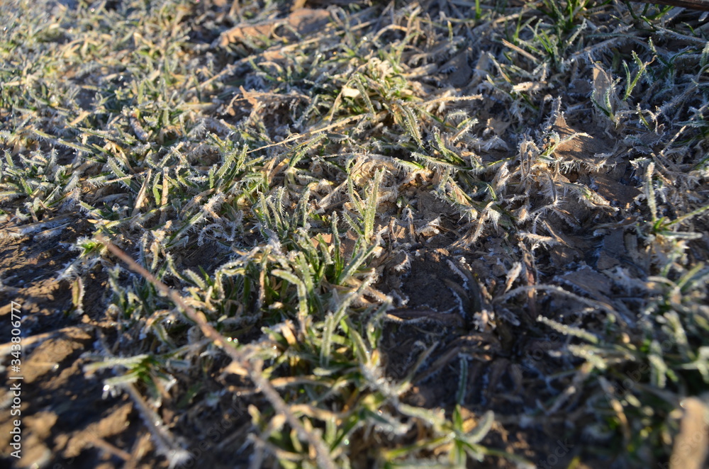 close up of grass close up of grass