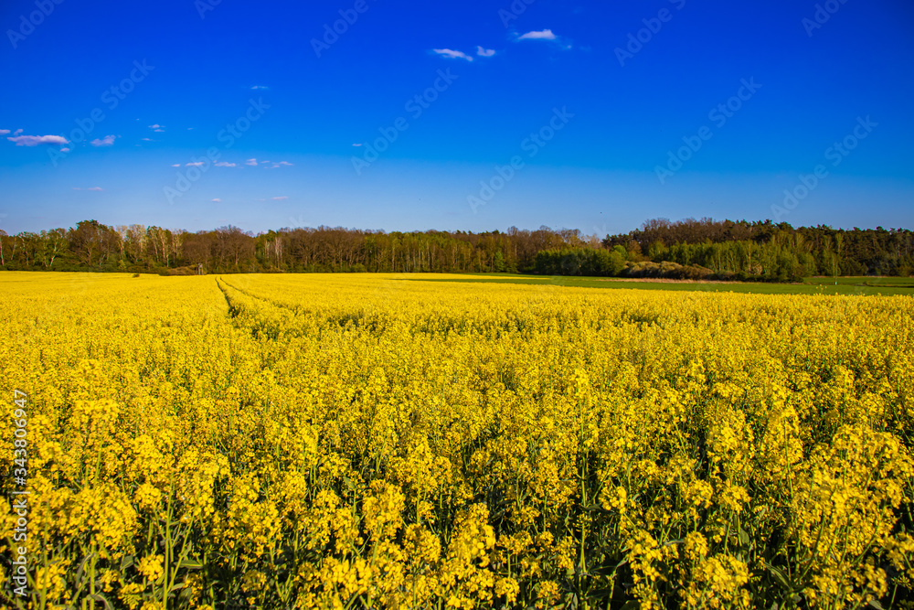 Yellow rapeseed field