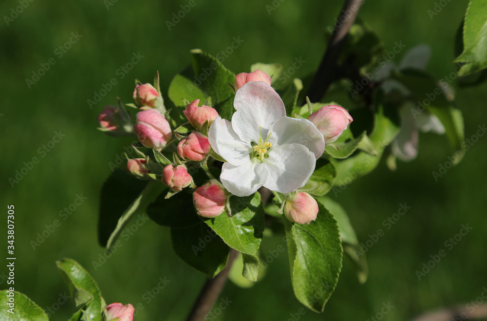 Beautiful branch with delicate flowers of spring apple tree Beautiful branch with delicate flowers of spring apple tree