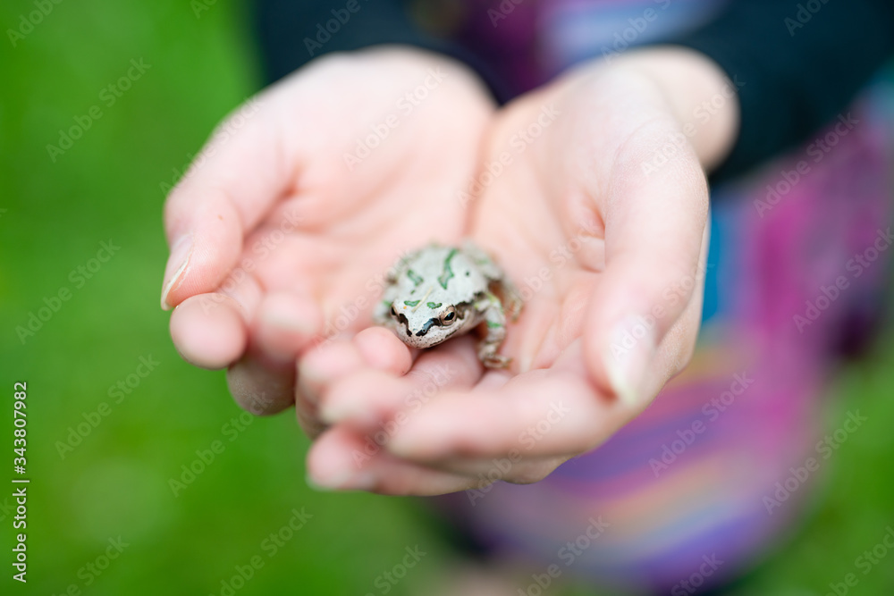 子供の手の上の蛙