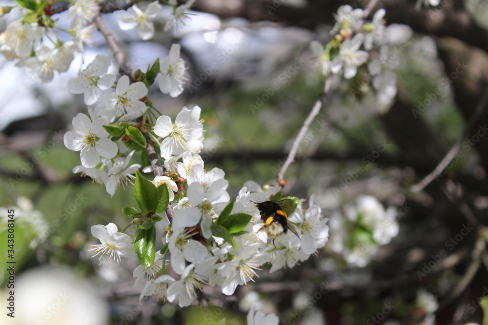 white cherry flowers on a branch in spring with a bee or bumblebee white cherry flowers on a branch in spring with a bee or bumblebee