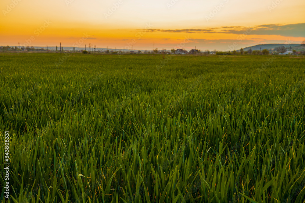 image of green wheat in the field at sunset