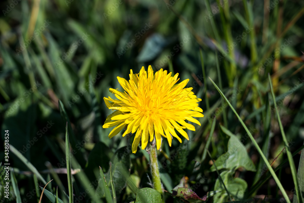 dandelion on summer field Taraxacum officinale dandelion on summer field Taraxacum officinale