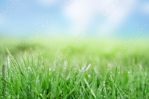 grass with dewdrops on a green lawn with a blue sky