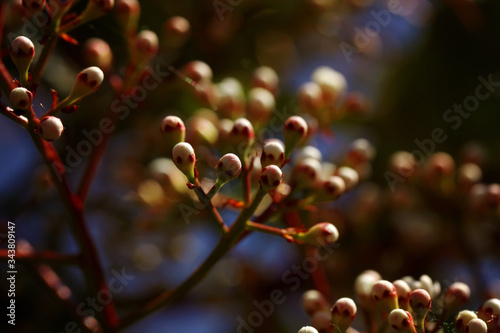 Photinia Glanzmispel photo