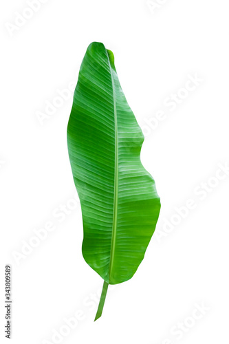 Fresh tropical banana green leaf isolated on white