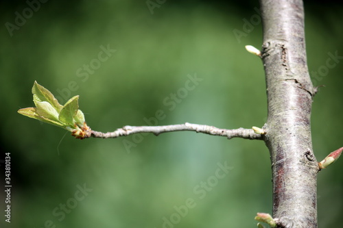 Junge Triebe im Frühjahr an einem Pflaumenbaum