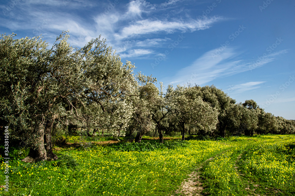 Olive trees photographed in the Sardinia countryside Olive trees photographed in the Sardinia countryside