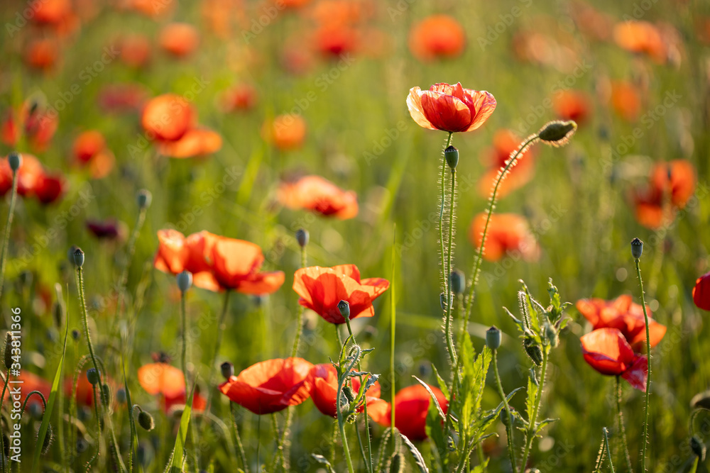 Blumenwiese Sommerwiese Mohnwiese Mohn in Nahaufnahme im Abendlicht Sonnenuntergang Makro Blumenwiese Sommerwiese Mohnwiese Mohn in Nahaufnahme im Abendlicht Sonnenuntergang Makro