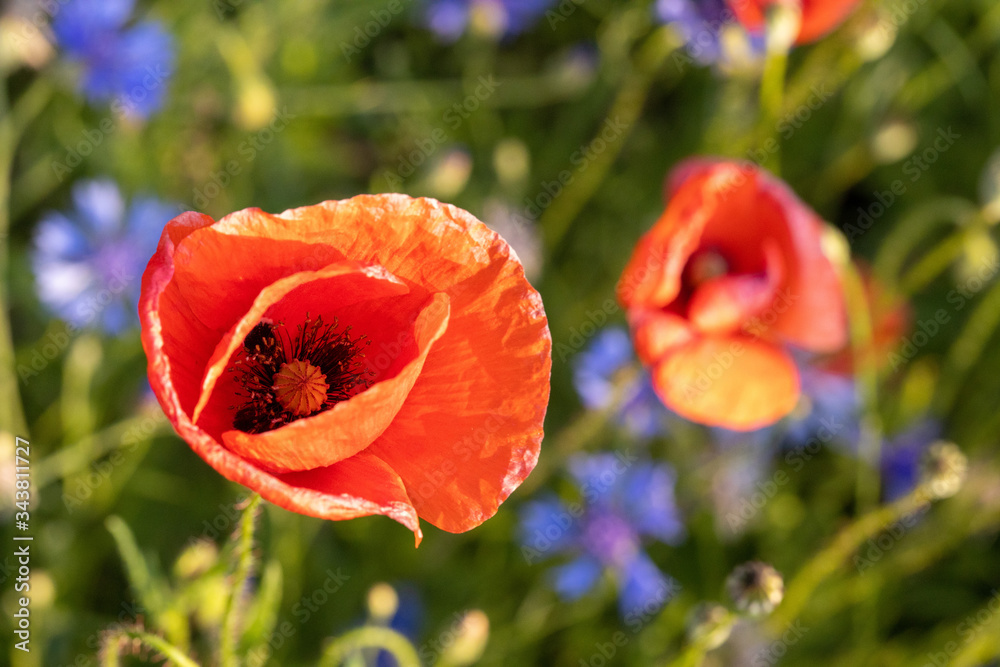 Blumenwiese Sommerwiese Mohnwiese Mohn in Nahaufnahme im Abendlicht Sonnenuntergang Makro Blumenwiese Sommerwiese Mohnwiese Mohn in Nahaufnahme im Abendlicht Sonnenuntergang Makro