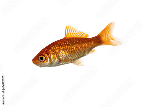 egular goldfish swimming side ways. Isolated on white background.