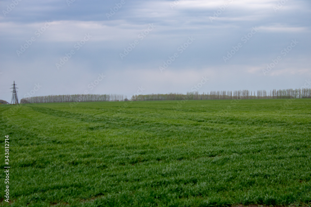 Wheat field at the best chernozem of the world