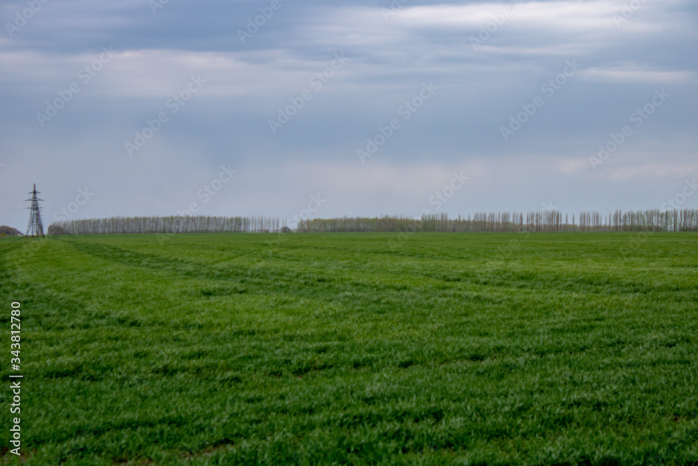 Wheat field at the best chernozem of the world