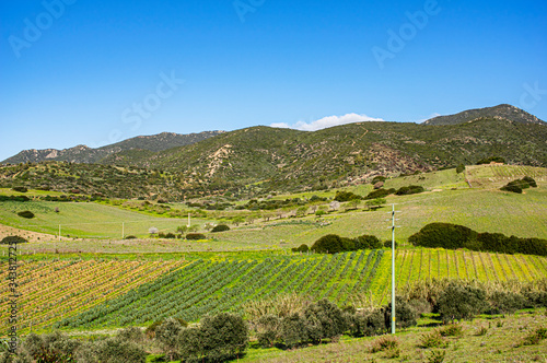 Italy Sardinia Photography of Pasaggio della Campagna with Vineyards and Vines of Wine Grapes and Open Spaces Asphalt Road and White Road