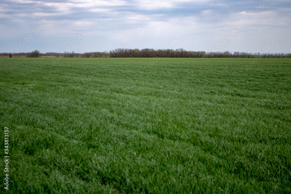 Wheat field at the best chernozem of the world