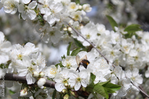 white cherry flowers on a branch in spring with a bee or bumblebee