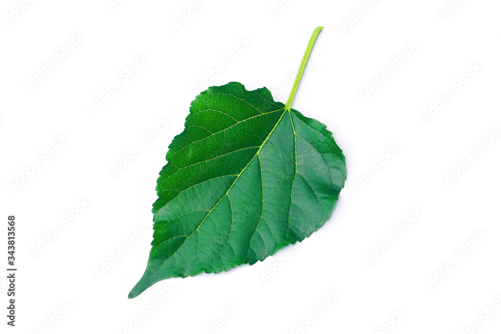 Fototapeta premium Mulberry leaf isolated on white blackground With clipping path 