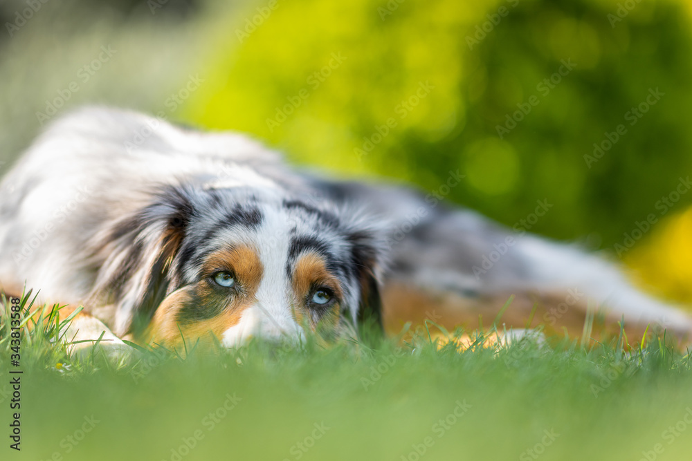 Fototapeta premium Australian Shepherd laying on gras shallow depth of field looking down