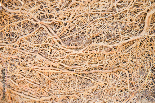 Pattern of fibrous and lateral root closeup Fototapet