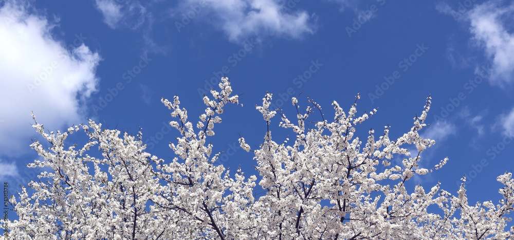 Cherry blossom, tree branches flowering. Spring and beauty concept. Banner.