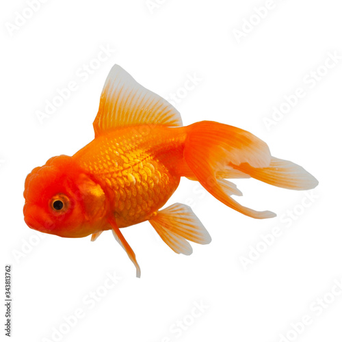 Goldfish on a white background.