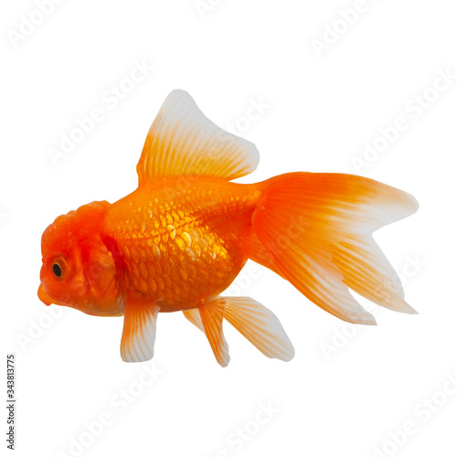 Goldfish on a white background.