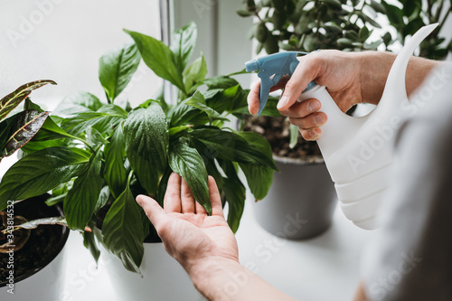 Man spraying water on a house plant and flower with a spray bottle at home. Housework and household concept.